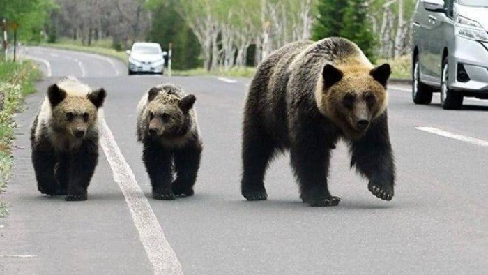هجمات الدببة تثير الرعب في شمال اليابان بعد مقتل عدد من السكان