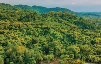 دراسة: غابات أستراليا المطيرة أصبحت مصدرا لانبعاثات الكربون بسبب تغير المناخ