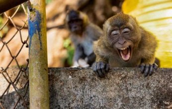 ذعر في دمشق بعد هروب 3 قرود من حديقة الحيوان.. ماذا يحدث؟