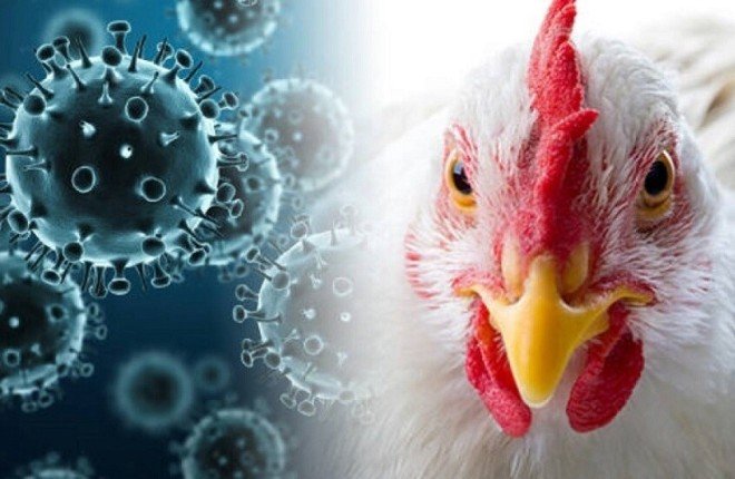 الولايات المتحدة تعلن نجاح المرحلة الأولى من اختبار لقاح نانوي أنفي ضد سلالات إنفلونزا الطيور الولايات المتحدة تعلن نجاح المرحلة الأولى من اختبار لقاح نانوي أنفي ضد سلالات إنفلونزا الطيور