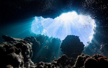 العلماء يكتشفون "كرة الموت" المفترسة في أعماق المحيط الجنوبي