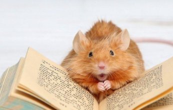 باحثون يكشفون منطقة دماغية تمكّن الفئران من اتخاذ قرارات أكثر ذكاءً في بيئات متغيرة