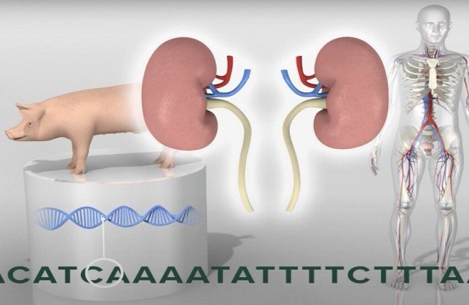 تجربة علمية رائدة تهز الأوساط الطبية حول العالم!.. ما التفاصيل؟