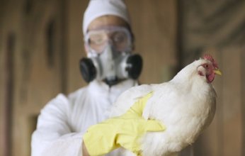 دراسة تحذر: فيروسات إنفلونزا الطيور تقاوم الحمى البشرية وتزيد المخاوف الصحية
