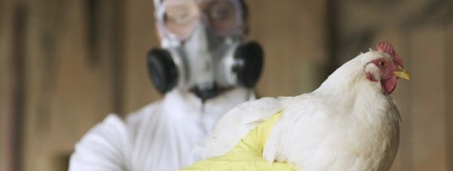 دراسة تحذر: فيروسات إنفلونزا الطيور تقاوم الحمى البشرية وتزيد المخاوف الصحية دراسة تحذر: فيروسات إنفلونزا الطيور تقاوم الحمى البشرية وتزيد المخاوف الصحية