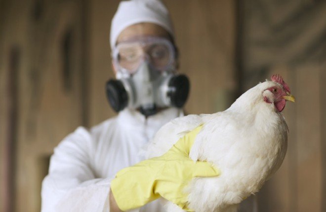 دراسة تحذر: فيروسات إنفلونزا الطيور تقاوم الحمى البشرية وتزيد المخاوف الصحية