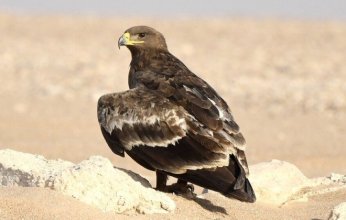 "عُمان ترصد عقاب البادية النادر.. مؤشر جديد على تعافي النظم البيئية"