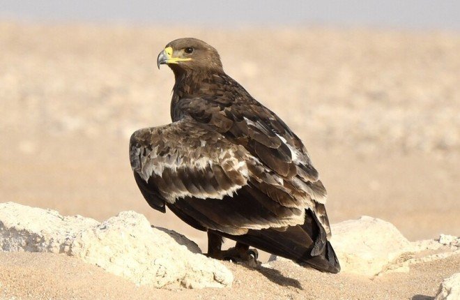 "عُمان ترصد عقاب البادية النادر.. مؤشر جديد على تعافي النظم البيئية"