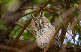 مصور كويتي يرصد ويوثق طيورا نادرة خلال هجرتها الشتوية عبر البلاد