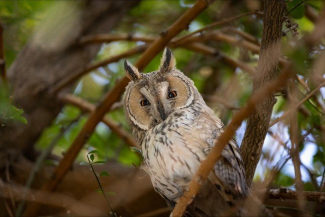مصور كويتي يرصد ويوثق طيورا نادرة خلال هجرتها الشتوية عبر البلاد