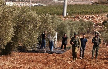 قوات الاحتلال الإسرائيلي والمستعمرون يصعدون هجماتهم على قاطفي الزيتون في الضفة الغربية