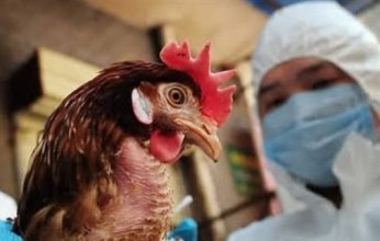 إسبانيا تأمر بإغلاق كامل لتربية الدواجن بسبب تفشى أنفلونزا الطيور