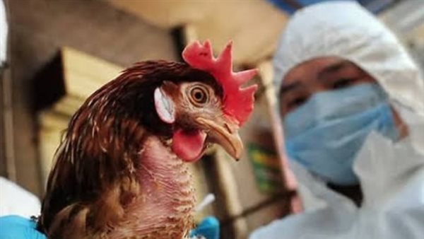 إسبانيا تأمر بإغلاق كامل لتربية الدواجن بسبب تفشى أنفلونزا الطيور