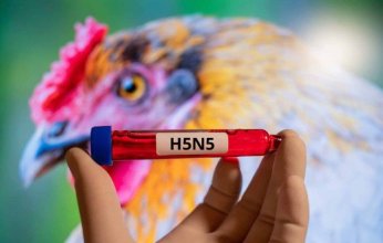 وفاة أول مريض بالسلالة H5N5 من إنفلونزا الطيور في الولايات المتحدة