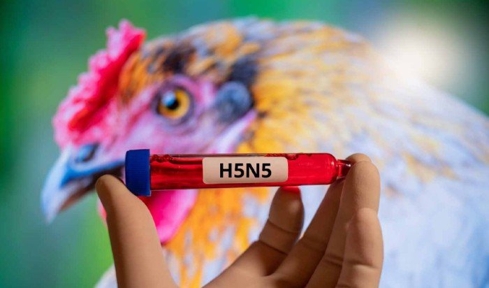 وفاة أول مريض بالسلالة H5N5 من إنفلونزا الطيور في الولايات المتحدة