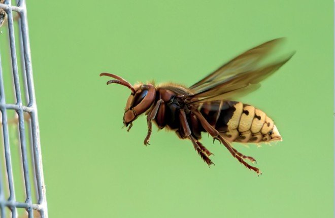 سمّ النحل.. "بوتوكس طبيعي" يعد بنتائج ملموسة في تقليل التجاعيد خلال أسابيع