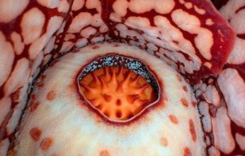 بعد 13 عاماً من البحث.. علماء أوكسفورد يعثرون على واحدة من أندر زهور العالم في غابات إندونيسيا