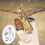 استضافة الكويت النسخة الأولى من كأس الإمارات العالمية لسباقات الصقور.. الأخوة والصدق والوفاء في أسمى معانيها
