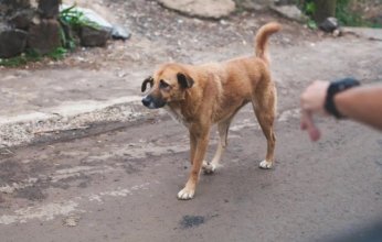 إندونيسيا تحظر استهلاك لحوم الكلاب والقطط والخفافيش.. ما القصة؟