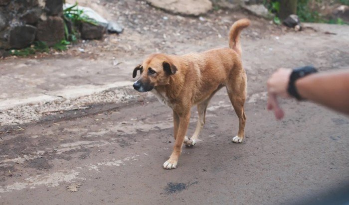 إندونيسيا تحظر استهلاك لحوم الكلاب والقطط والخفافيش.. ما القصة؟