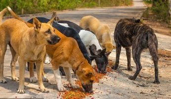 إسرائيل ترصد انتشار كلاب ضالة من مصر قرب الحدود وتبدي مخاوف أمنية