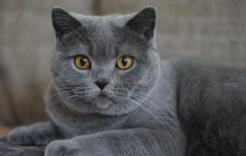 مشهد أبهر الملايين | بالفيديو.. رجل ينقذ قطة من فم أفعى ضخمة