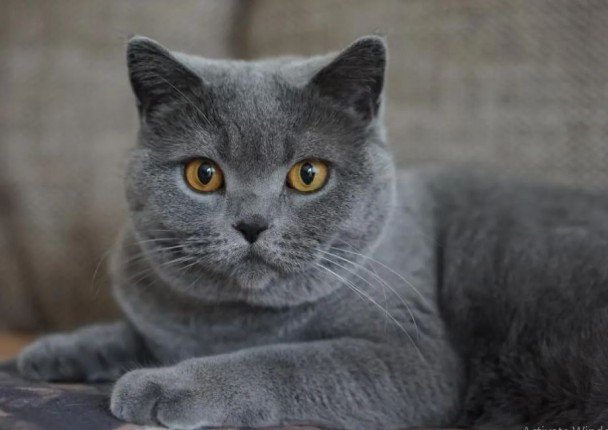 مشهد أبهر الملايين | بالفيديو.. رجل ينقذ قطة من فم أفعى ضخمة