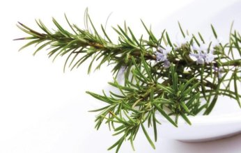 مركب في إكليل الجبل يسرّع التئام الجروح ويقلل الندبات