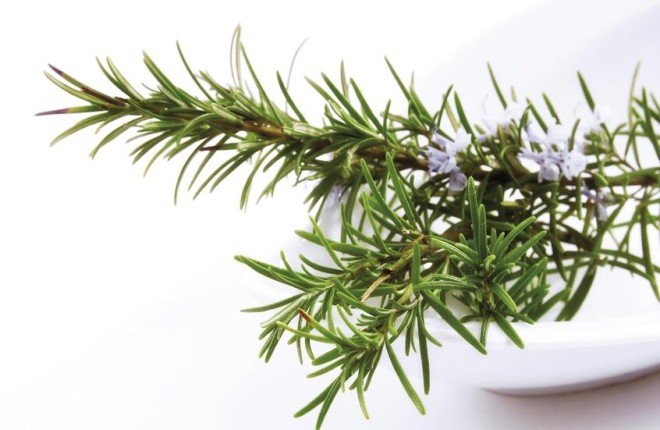 مركب في إكليل الجبل يسرّع التئام الجروح ويقلل الندبات