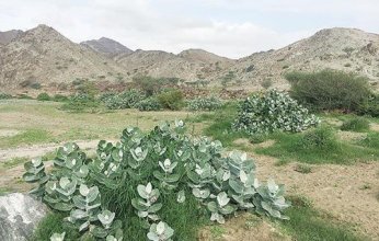 باحثون يكشفون عن أسباب تطور تنوع النباتات الجبلية على الأرض