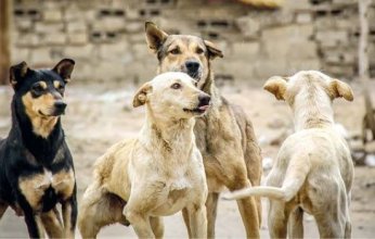 للسيطرة على انتشار الكلاب الضالة.. الإدارة العامة للرفق بالحيوان تضع خطة لإنشاء شلاتر للإيواء