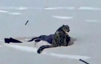 لحظة صادمة.. اقتربت من نمر لتصويره فتلقت عقابًا فوريًا (فيديو)