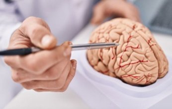 دراسة علمية روسية تؤكد أن دماغ الإنسان لا يتحلل ولا يشيخ طوال الحياة