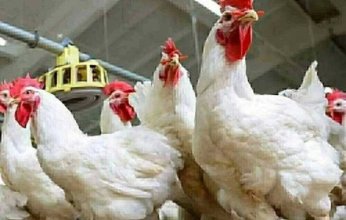 قرارات حكومية تهز محتكري الدواجن وتعيد التوازن للسوق قبل رمضان