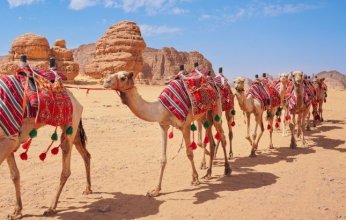 جواز سفر للإبل.. لماذا اتخذت السعودية هذه الخطوة؟
