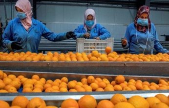 طفرة في الصادرات الزراعية المصرية خلال 2025