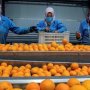 طفرة في الصادرات الزراعية المصرية خلال 2025 6 khaligyoun59240