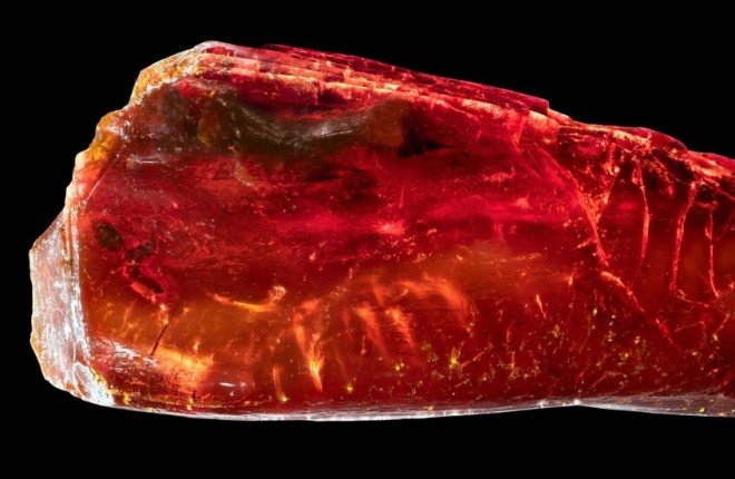 اكتشاف نملة منقرضة محفوظة منذ 40 مليون سنة في كهرمان كان جزءًا من مجموعة غوته اكتشاف نملة منقرضة محفوظة منذ 40 مليون سنة في كهرمان كان جزءًا من مجموعة غوته