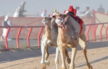 "الذلول - تعزيز" من الإمارات تتوج بالسيف الذهبي لبطولة الكويت الدولية السنوية الـ24 لسباقات الهجن