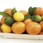 استنشاق الحمضيات يهدئ الجهاز العصبي.. فوائد علمية لتخفيف التوتر 7 khaligyoun18264
