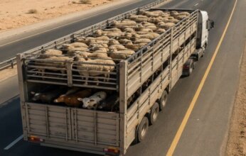 العراق يوقف عبور المواشي من سوريا إلى الخليج بسبب الحمى القلاعية