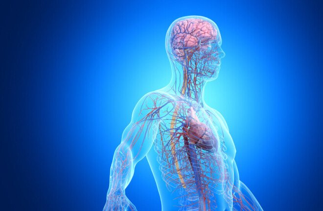 أطلس بشري فائق الدقة يكشف أسرار جسم الإنسان على مستوى الخلايا أطلس بشري فائق الدقة يكشف أسرار جسم الإنسان على مستوى الخلايا