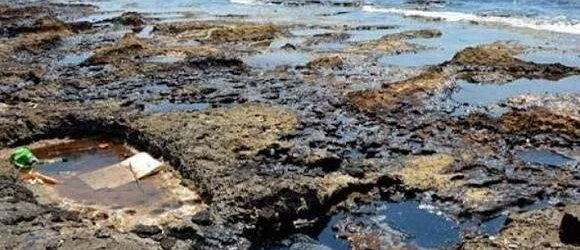 دراسة علمية: البكتيريا البحرية قد تعزز تنظيف التسربات النفطية بكفاءة في المياه الباردة